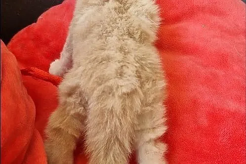 Maine coon kocurek rudy, Kujawsko-pomorskie, Dąbrowa Chełmińska