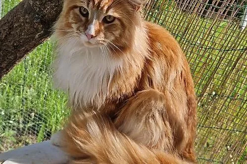 Maine coon kocurek rudy, Kujawsko-pomorskie, Dąbrowa Chełmińska