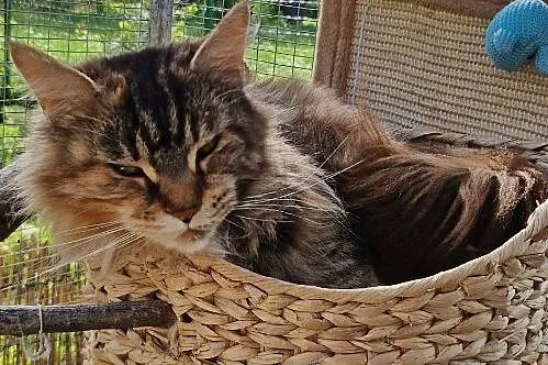 Maine coon kocurek rudy, Kujawsko-pomorskie, Dąbrowa Chełmińska