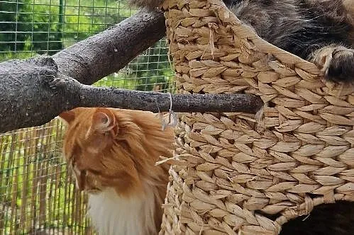 Maine coon kocurek rudy, Kujawsko-pomorskie, Dąbrowa Chełmińska