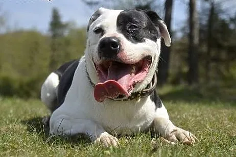 Tajson piękny pies TTB  czeka na Ciebie w schronis