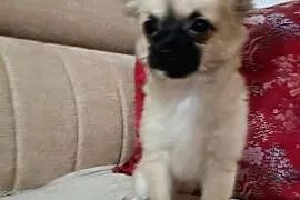 Chihuahua z rodowodem