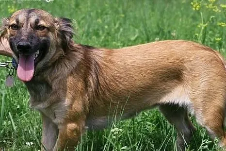 FIGA - 10 kg sunia która kocha ludzi, dzieci do ad