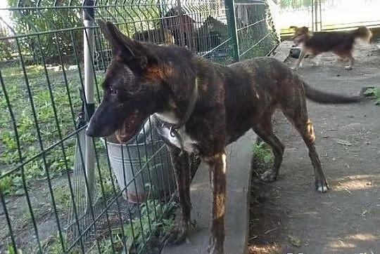 Piekna Arizona szuka domu i pomocy...