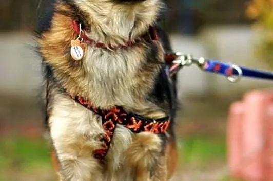 Śliczny, młody, wesoły piesek! Adopcja z Fundacji!