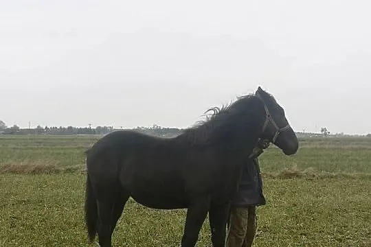 Sprzedam ogiera, Łódzkie, Czerniewice