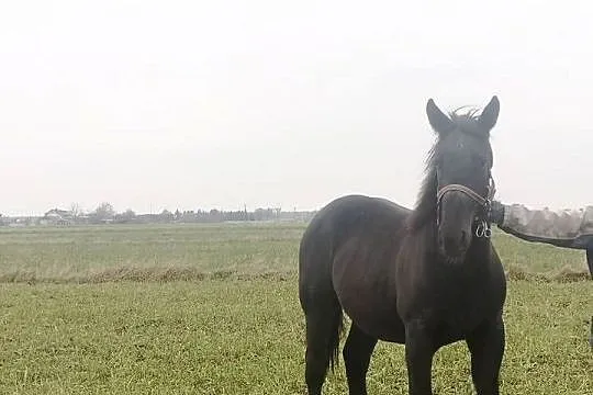 Sprzedam ogiera, Łódzkie, Czerniewice