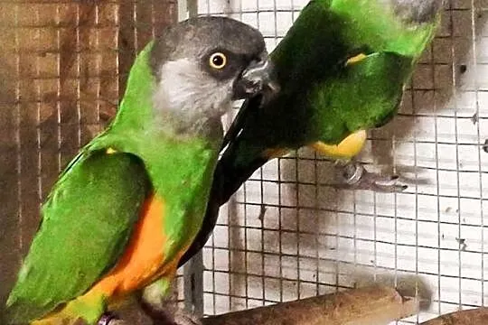 Domowa hodowla - Papugi Senegale z 2019 roku, Łańcut
