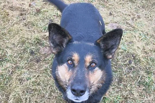 Spokojna, grzeczna Lucy w typie owczarka szuka domu!