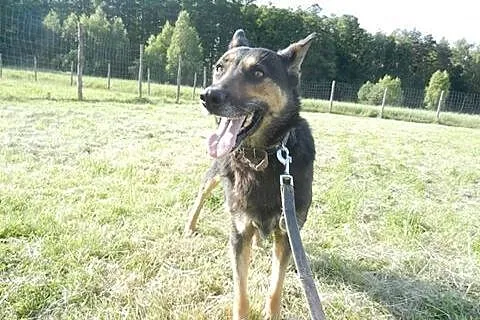 Spokojna, grzeczna Lucy w typie owczarka szuka dom