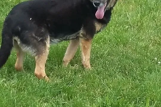 Spokojna, grzeczna Lucy w typie owczarka szuka dom