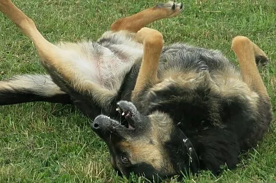 Spokojna, grzeczna Lucy w typie owczarka szuka dom