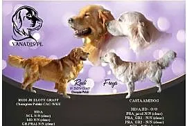 Szczenięta Golden retriever