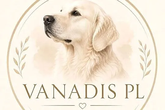 Szczenięta Golden retriever, Świętokrzyskie, Kielce