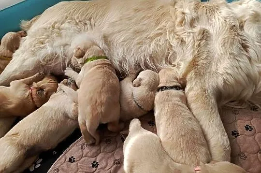 Szczenięta Golden retriever, Świętokrzyskie, Kielce