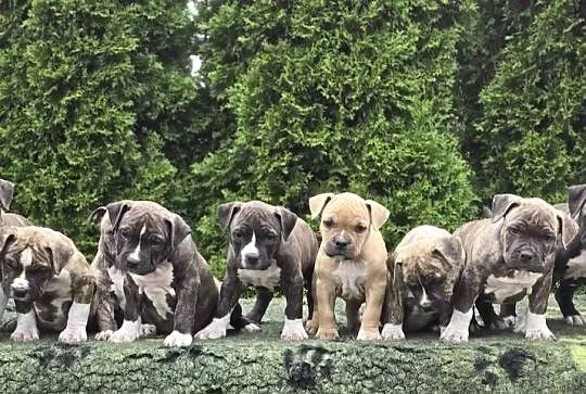 American staffordshire terrier Amstaff FCI, Mazowieckie, Ostrołęka