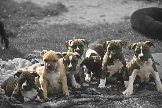 American staffordshire terrier Amstaff FCI, Mazowieckie, Ostrołęka