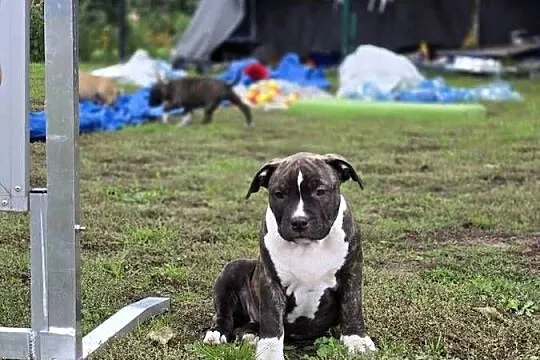 American staffordshire terrier Amstaff FCI, Mazowieckie, Ostrołęka