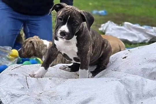 American staffordshire terrier Amstaff FCI, Mazowieckie, Ostrołęka