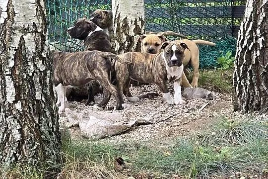 American staffordshire terrier Amstaff FCI, Mazowieckie, Ostrołęka