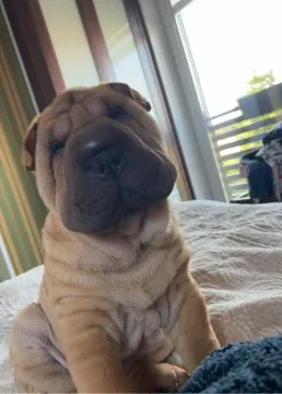 Na sprzedaż szczenięta rasy shar pei z hodowli Red Folds po utytłlowanych rodzicach., , Rębiechowo