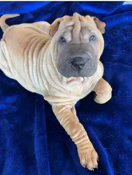 Na sprzedaż szczenięta rasy shar pei z hodowli Red Folds po utytłlowanych rodzicach.