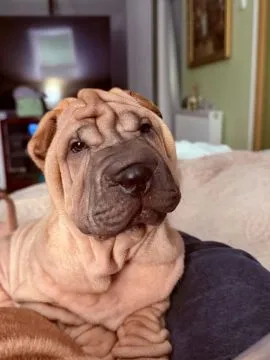 Na sprzedaż szczenięta rasy shar pei z hodowli Red Folds po utytłlowanych rodzicach., , Rębiechowo