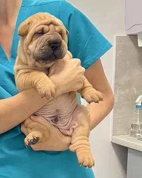 Na sprzedaż szczenięta rasy shar pei z hodowli Red Folds po utytłlowanych rodzicach., , Rębiechowo