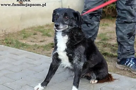 Kłębek - delikatny, starszy psiak, Mazowieckie, Nowy Dwór Mazowiecki