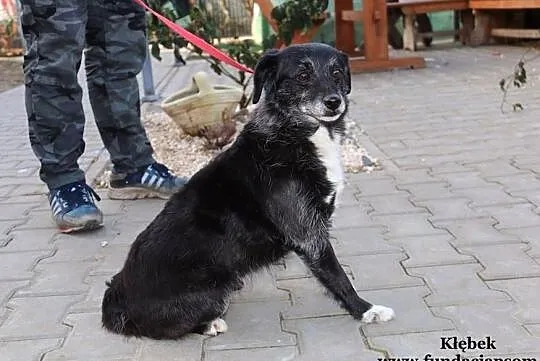 Kłębek - delikatny, starszy psiak, Mazowieckie, Nowy Dwór Mazowiecki