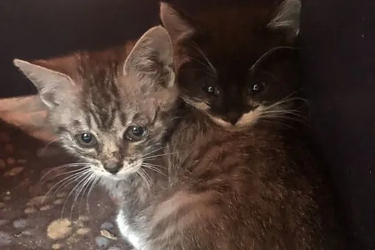 Trzy małe kociaki szukają domów