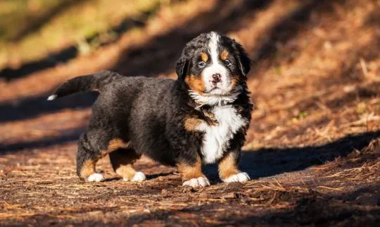 Szczeniaki berneńskiego psa pasterskiego  Whatsapp +37065391730