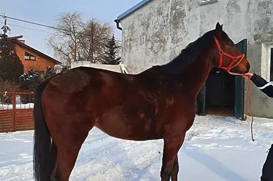 Konie Lądek, 