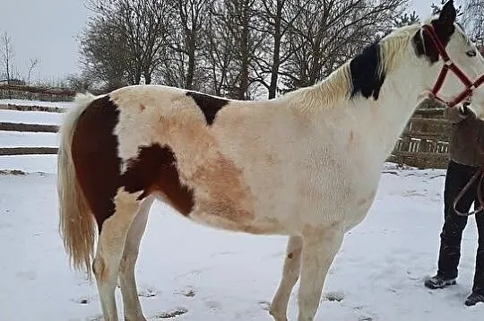 Konie Lądek, 