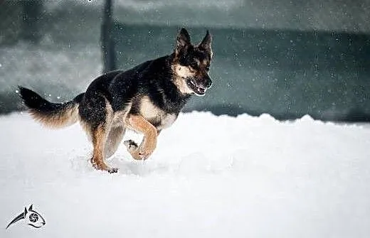 Leo - pies o urodzie amanta poleca się do adopcji: