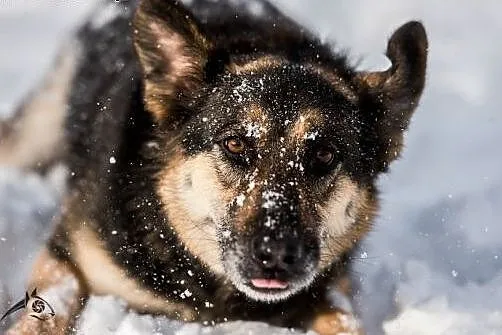 Leo - pies o urodzie amanta poleca się do adopcji: