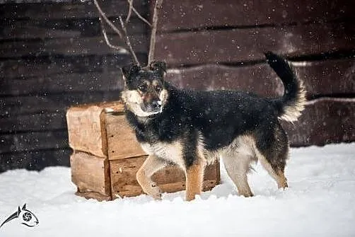Leo - pies o urodzie amanta poleca się do adopcji:
