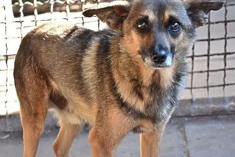 Miki, porzucony piesek bardzo prosi o dom, czeka g