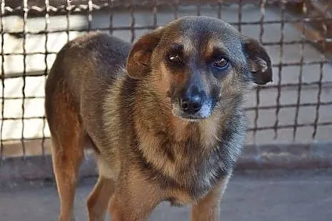 Miki, porzucony piesek bardzo prosi o dom, czeka g