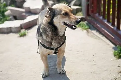 Mały, łagodny piesek kochający cały świat ADOPCJA,