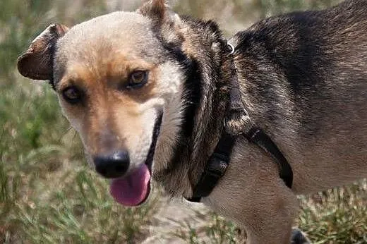 Mały, łagodny piesek kochający cały świat ADOPCJA,