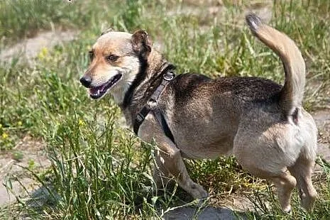 Mały, łagodny piesek kochający cały świat ADOPCJA,