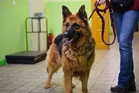 Tora ciekawska wierna sunia szuka domu,  śląskie Katowice