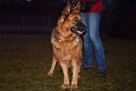 Tora ciekawska wierna sunia szuka domu,  śląskie K
