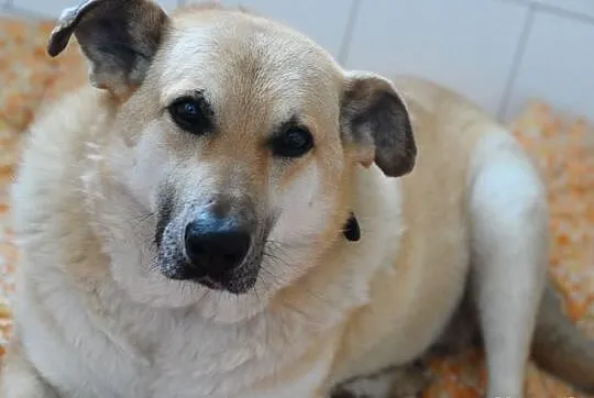 Adoptuj Figa