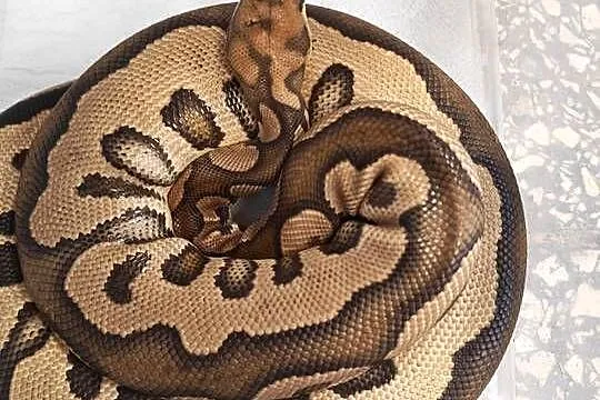 Samice pyton królewski geny w opisie