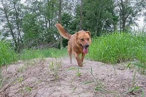 Wspaniały, piękny Rudy szuka domu!,  Kundelki cała