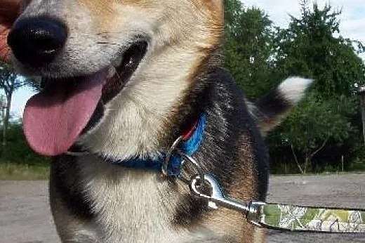 Maksik- on tak długo czeka na dom..,  Kundelki cał