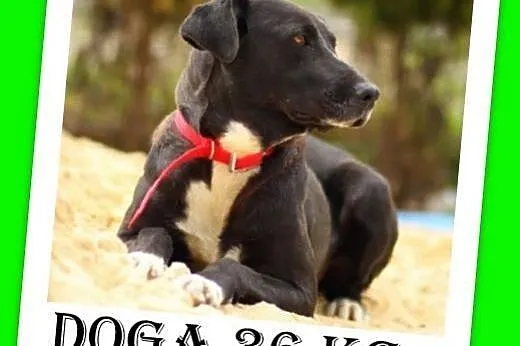 Jak mini dog,duża 36 kg,spokojna suczka DOGA.Adopcja,  małopolskie Kraków