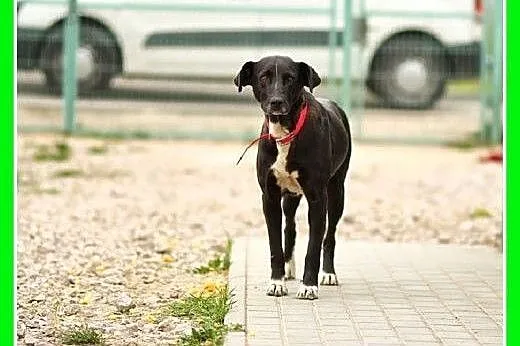 Jak mini dog,duża 36 kg,spokojna suczka DOGA.Adopc